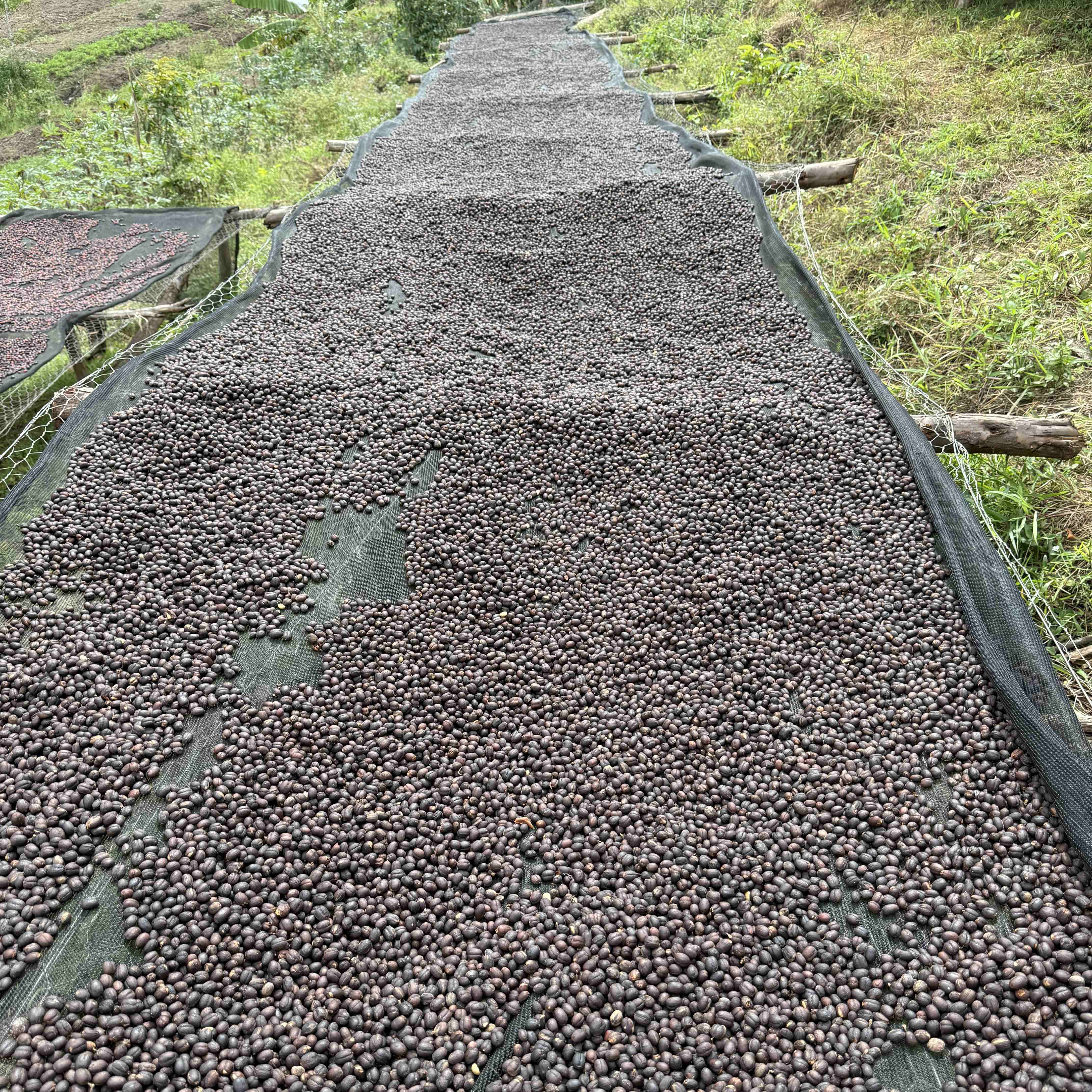 Burundi Rumanda Natural(24/25年クロップ) | ORIGIN COUNTRIES for